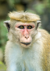 The Toque Macaque. Endemic Sri Lankan Monkeys.