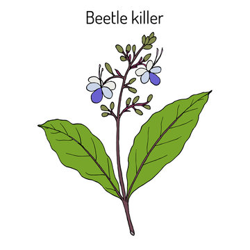 Beetle killer, Clerodendrum serratum , medicinal plant
