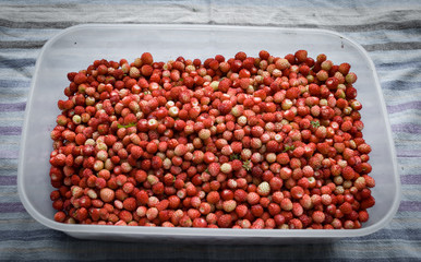 Forest berries - healthy nature food
