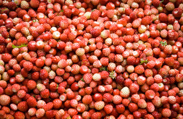 Forest berries - healthy nature food