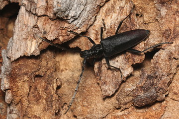 Female of a great capricorn beetle sitting on the oak bark. An endangered European species on a horizontal close up picture in its natural habitat.