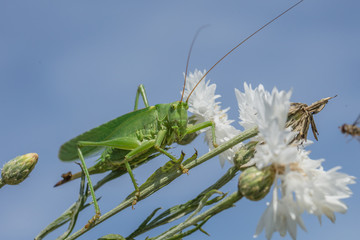 grashüpfer