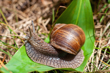 Big snail crawls on a leaf