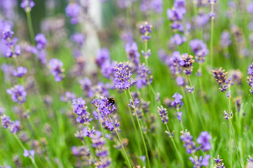 Lavender blooming in the garden.