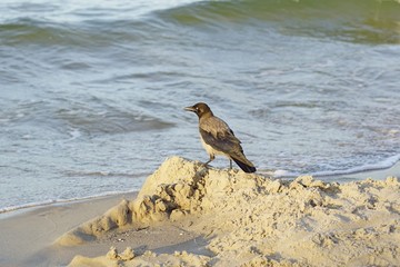 nebelkrähe, corvus cornix