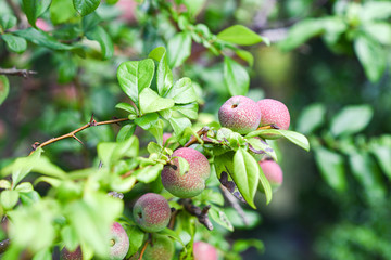 The fruit of quince blooming in ogordzie.