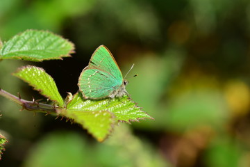 Green Hairstreak Butterfly, U.K. Macro 1:1 image of an insect.