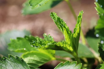 Water drops on Strawberry leaves 