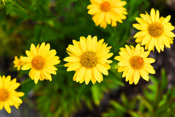 Yellow flower blooming in summer in the garden.