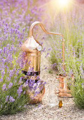 Distilling apparatus alembic with esential oil between of lavender field lines.