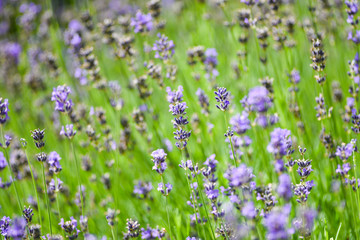 Lavender blooming in the garden.