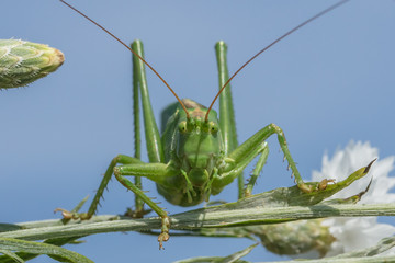 insektenschutz