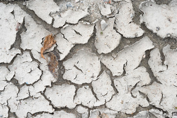Two dry leaves on a dry ground