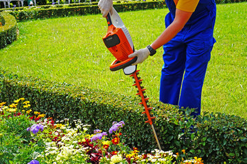 Gardener cuts foliage with a saw
