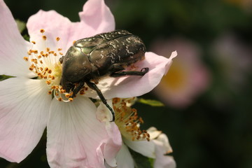 Marbled rose chafer Protaetia marmorata sitting on the rose blossom. A rare European beetle species, developing in decaying wood.