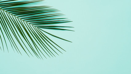 Obraz premium Tropical palm leaves on pastel blue background. Tropical palm leaves top view or flat lay. Copy space for text or design. Horizontal banner. Floral pattern background