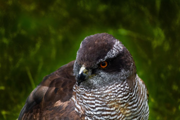a goshawk leaning on his innkeeper surrounded by grass