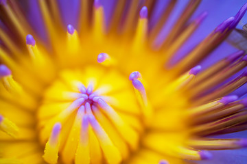 Obraz premium Purple lotus flowers shoot beautiful macro