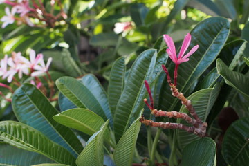 Temple tree flowers, Apocynaceae Frangipani or Plumeria 