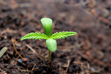 The Cannabis plant, Ganja