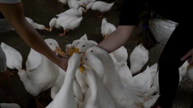 Feeding white ducks in vietnamese outback