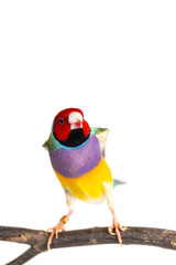 Gouldian finch Bird