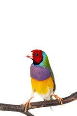 Plakat Gouldian finch Bird