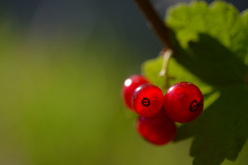 bunch of redcurant (ribes rubrum) on the bush in a summer day