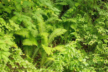 Fern in the wild forest. Green fern in the forest.