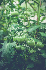 Green tomatoes on a branch in a greenhouse. Natural organic products concept. Soft focus. Vertical shot