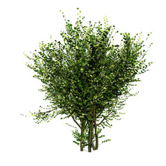 Fototapeta premium tree on white background top view