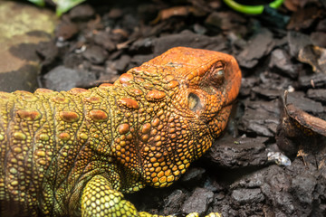 The northern caiman lizard (Dracaena guianensis).