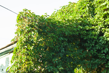 Fototapeta premium Wild grapes on the background of old wooden doors in autumn