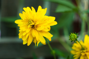 Beautiful yellow flowers, nature background. Rudbeckia laciniata, commonly called cutleaf coneflower or golden ball.