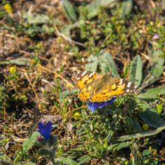 The brown-orange butterfly Brenthis daphne sits on a hyssop flower on a bright sunny day. Top view