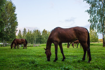 Obraz premium Graceful brown horses on a green meadow in a birch grove on a summer evening