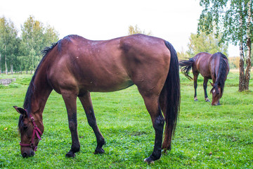 Obraz premium Graceful brown horses on a green meadow in a birch grove on a summer evening