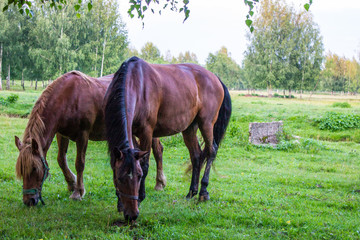 Obraz na płótnie Canvas Graceful brown horses on a green meadow in a birch grove on a summer evening