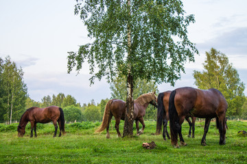 Graceful brown horses on a green meadow in a birch grove on a summer evening