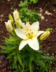 pale yellow lilies are blooming in the garden