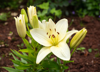 pale yellow lilies are blooming in the garden
