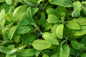 sage, salvia officinalis in summer garden, nature botanical concept