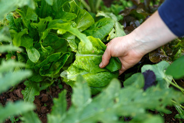 woman hand picking fresh lettuce in garden