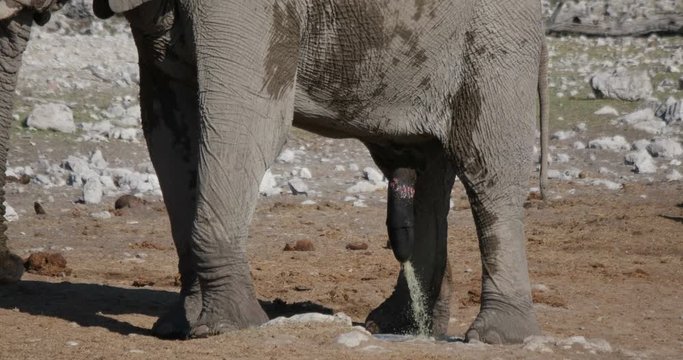 male elephant pissing. South Africa, Namibia