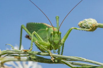 grashüpfer