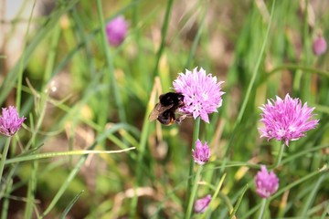 bumblebee on chives 