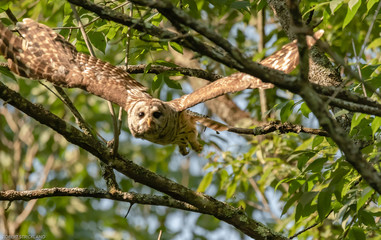 barred owl