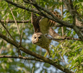 barred owl