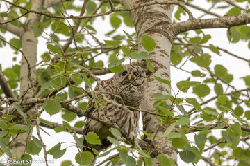 barred owl