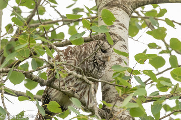 barred owl